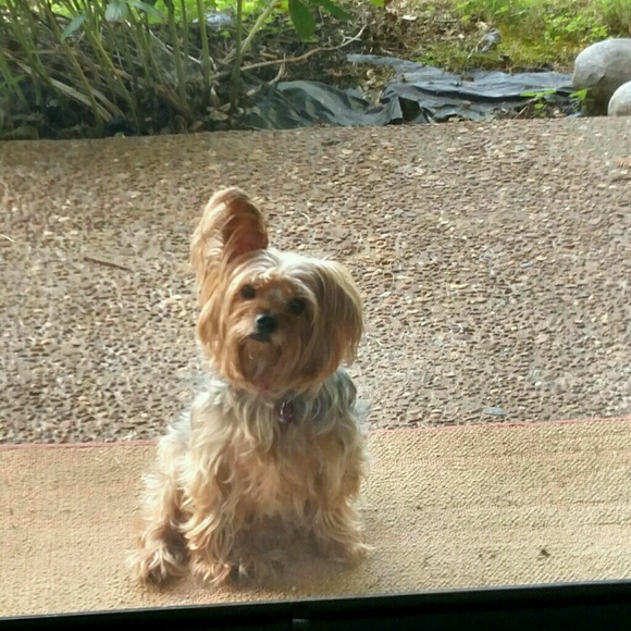 iluvmyyorkie